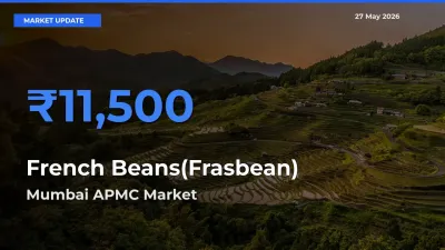 Mumbai APMC Records Highest ₹11,500 Rate for French Beans(Frasbean)