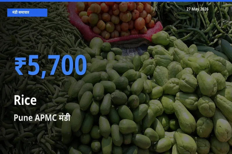 टॉप मंडी बना Pune APMC! चावल के सबसे ऊँचे दाम यहीं दर्ज