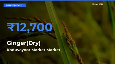 Koduvayoor Market Offers ₹12,700 – Highest Ginger(Dry) Rate Today