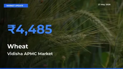 Market Watch: Vidisha APMC Becomes Top Mandi for Wheat