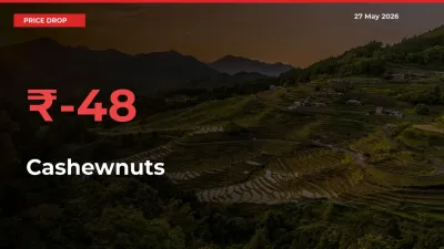 Farmers Alert as Cashewnuts Prices Slide 48.14% in Local Mandis