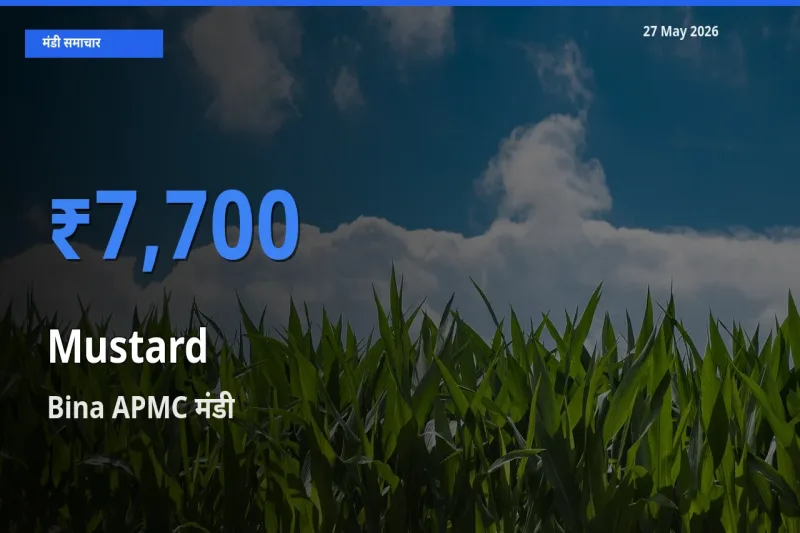 आज सरसों के सबसे ऊँचे दाम ₹7,700 Bina APMC मंडी में
