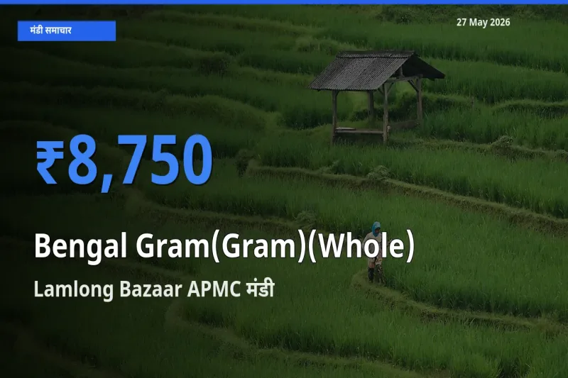आज चना (साबुत) के सबसे ऊँचे दाम ₹8,750 Lamlong Bazaar APMC मंडी में