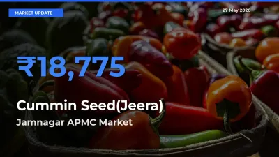 Jamnagar APMC Emerges as Top Mandi for Cummin Seed(Jeera) Prices Today