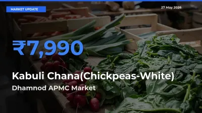 Dhamnod APMC Offers ₹7,990 – Highest Kabuli Chana(Chickpeas-White) Rate Today