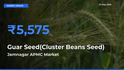 Jamnagar APMC Records Highest ₹5,575 Rate for Guar Seed(Cluster Beans Seed)