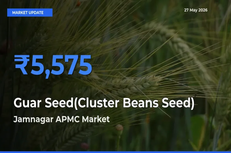 Jamnagar APMC Records Highest ₹5,575 Rate for Guar Seed(Cluster Beans Seed)
