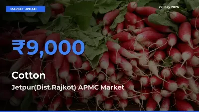 Farmers Prefer Jetpur(Dist.Rajkot) APMC as Cotton Hits Highest Rate