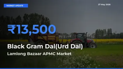 Lamlong Bazaar APMC Emerges as Top Mandi for Black Gram Dal(Urd Dal) Prices Today