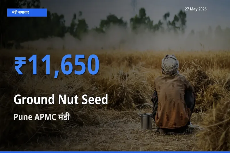 27 May अपडेट: मूंगफली बीज के सबसे ऊँचे दाम Pune APMC मंडी में