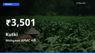 किसानों के लिए चिंता का विषय? कुटकी के दाम Mohgaon APMC में 30 दिन के न्यूनतम स्तर पर