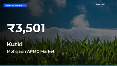 Sharp Fall! Kutki Prices Drop to 30-Day Low in Mohgaon APMC