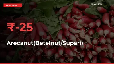 Farmers Alert as Arecanut(Betelnut/Supari) Prices Slide 25.02% in Local Mandis