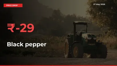 Black pepper Falls 28.75% at Mandis