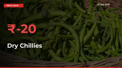 Farmers Alert as Dry Chillies Prices Slide 20.15% in Local Mandis