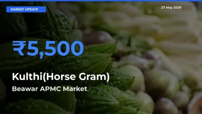 Top Performer! Beawar APMC Offers Best Kulthi(Horse Gram) Price Today