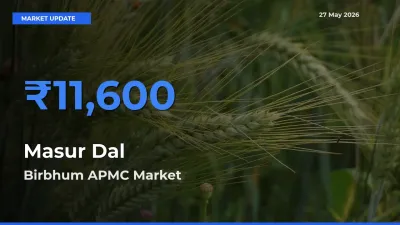 Birbhum APMC Records Highest ₹11,600 Rate for Masur Dal