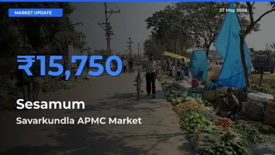 Savarkundla APMC Records Highest ₹15,750 Rate for Sesamum