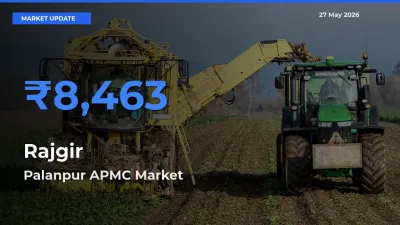 Top Performer! Palanpur APMC Offers Best Rajgir Price Today