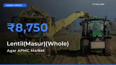 Market Watch: Agar APMC Becomes Top Mandi for Lentil(Masur)(Whole)