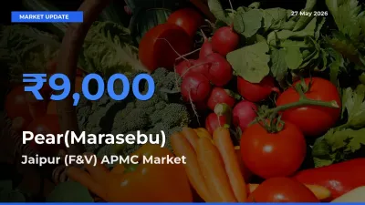 Jaipur (F&V) APMC Offers ₹9,000 – Highest Pear(Marasebu) Rate Today