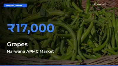 Narwana APMC Tops Grapes Mandi Rates Today