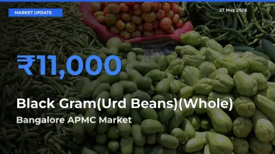 Top Performer! Bangalore APMC Offers Best Black Gram(Urd Beans)(Whole) Price Today