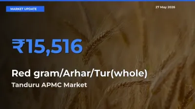 Top Performer! Tanduru APMC Offers Best Red gram/Arhar/Tur(whole) Price Today
