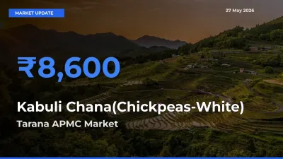 Tarana APMC Emerges as Top Mandi for Kabuli Chana(Chickpeas-White) Prices Today