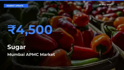 Mumbai APMC Tops Sugar Rates – May 27 Market Update