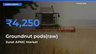 Surat APMC Tops Groundnut pods(raw) Mandi Rates Today