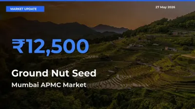 Mumbai APMC Tops Ground Nut Seed Mandi Rates Today