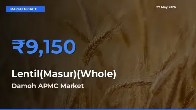Damoh APMC Offers ₹9,150 – Highest Lentil(Masur)(Whole) Rate Today