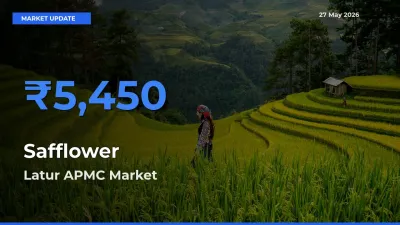 Safflower Mandi Rate Today: Latur APMC Tops the List