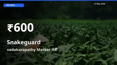 बाज़ार संकेत: चिचिंडा (नागफनी लौकी) के भाव vadakarapathy Market में 30 दिन के निचले स्तर पर