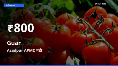 ग्वार के दामों में गिरावट, Azadpur APMC में 30 दिन का न्यूनतम भाव
