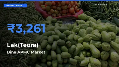 Bina APMC Tops Lak(Teora) Rates – May 27 Market Update