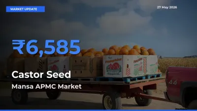 Mansa APMC Records Highest ₹6,585 Rate for Castor Seed