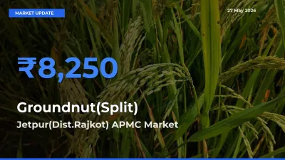 Top Performer! Jetpur(Dist.Rajkot) APMC Offers Best Groundnut(Split) Price Today