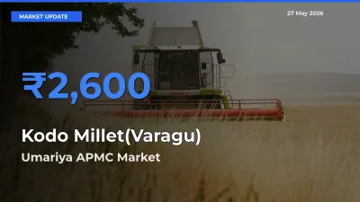 Umariya APMC Offers ₹2,600 – Highest Kodo Millet(Varagu) Rate Today