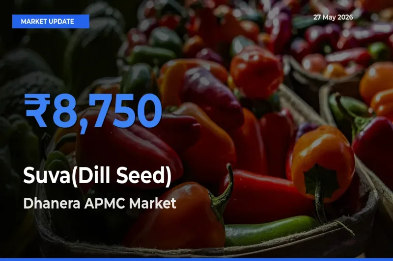 Dhanera APMC Offers ₹8,750 – Highest Suva(Dill Seed) Rate Today