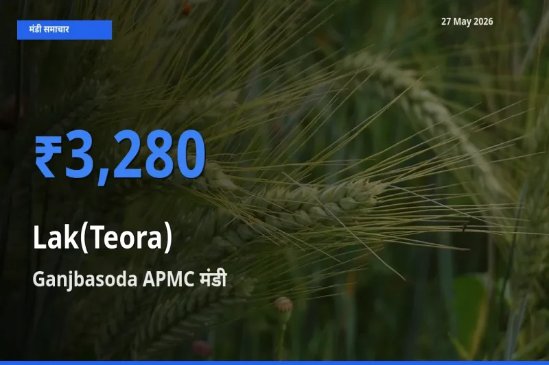 आज लाक(टेओरा) के सबसे ज़्यादा दाम Ganjbasoda APMC मंडी में दर्ज