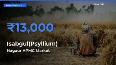 Nagaur APMC Leads as Top Mandi for Isabgul(Psyllium) Prices
