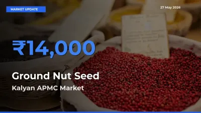 Ground Nut Seed Mandi Rate Today: Kalyan APMC Tops the List