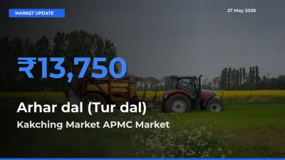 Top Performer! Kakching Market APMC Offers Best Arhar dal (Tur dal) Price Today