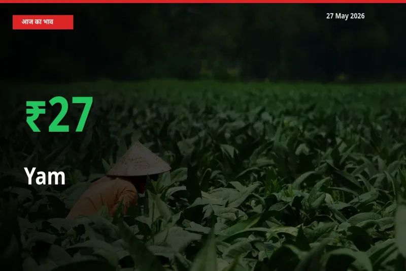 रतालू 26.62% उछला, मंडी