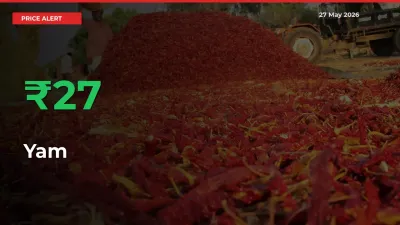 Big Rally! Yam Climbs 26.62% in 24 Hours at Top Mandis