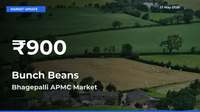 Bunch Beans Hits 30-Day Low in Bhagepalli APMC