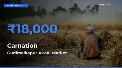 Gudimalkapur APMC Offers ₹18,000 – Highest Carnation Rate Today