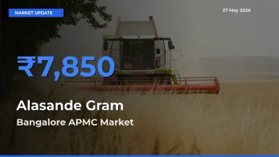 Bangalore APMC Records Highest ₹7,850 Rate for Alasande Gram
